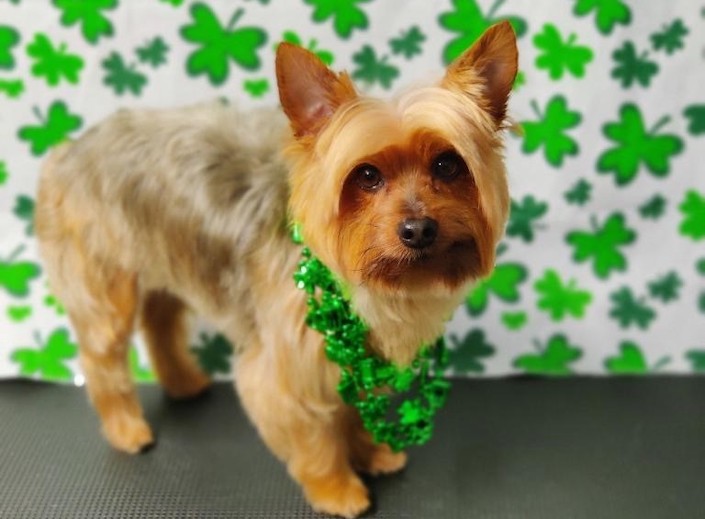 Jayce, a yorkie posing against a background of "lucky" four-leaf clovers.