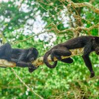 Two Howler Monkeys on a branch in Costa Rica.
