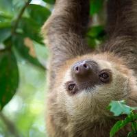 A brown and cream-colored sloth hangs from a branch in the jungles of Costa Rica.