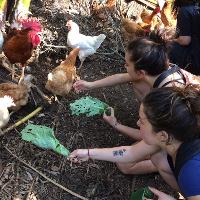 Students feed some local chickens.
