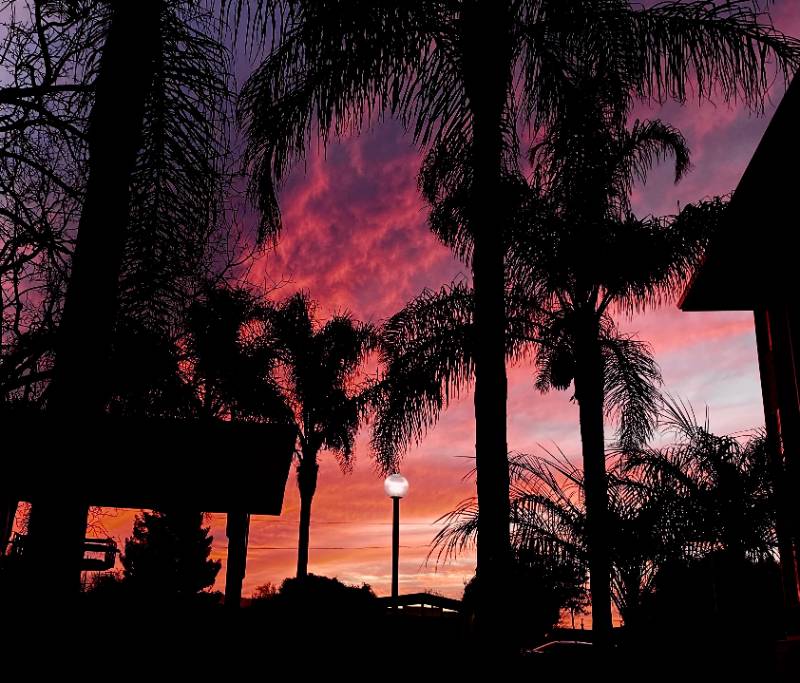 "Causes of Euphora" a photo of palm trees at sunset against a pink, purple, and orange sky.