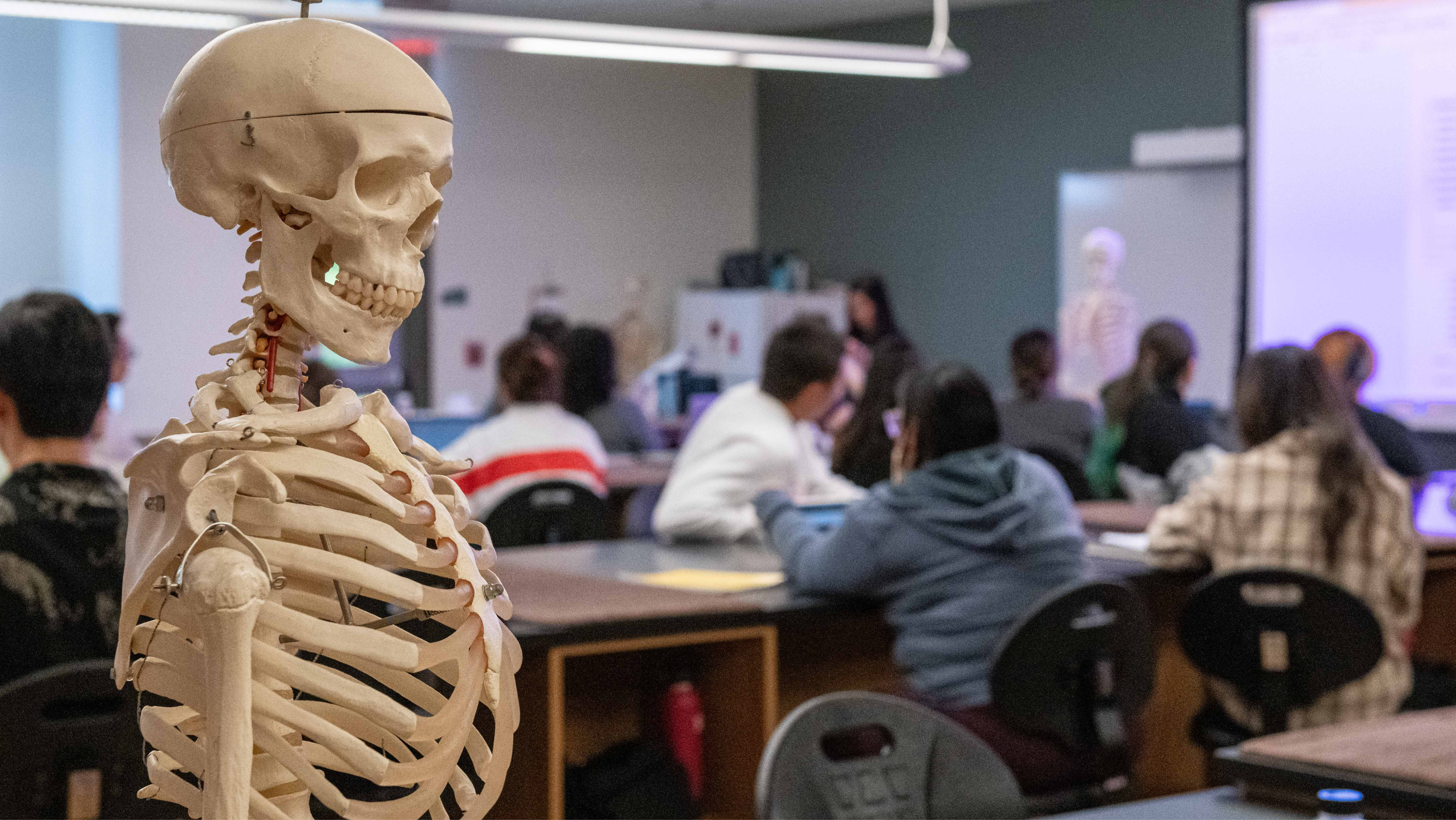 A anatomical skeleton model in the foreground with students studying at lab tables in the background.