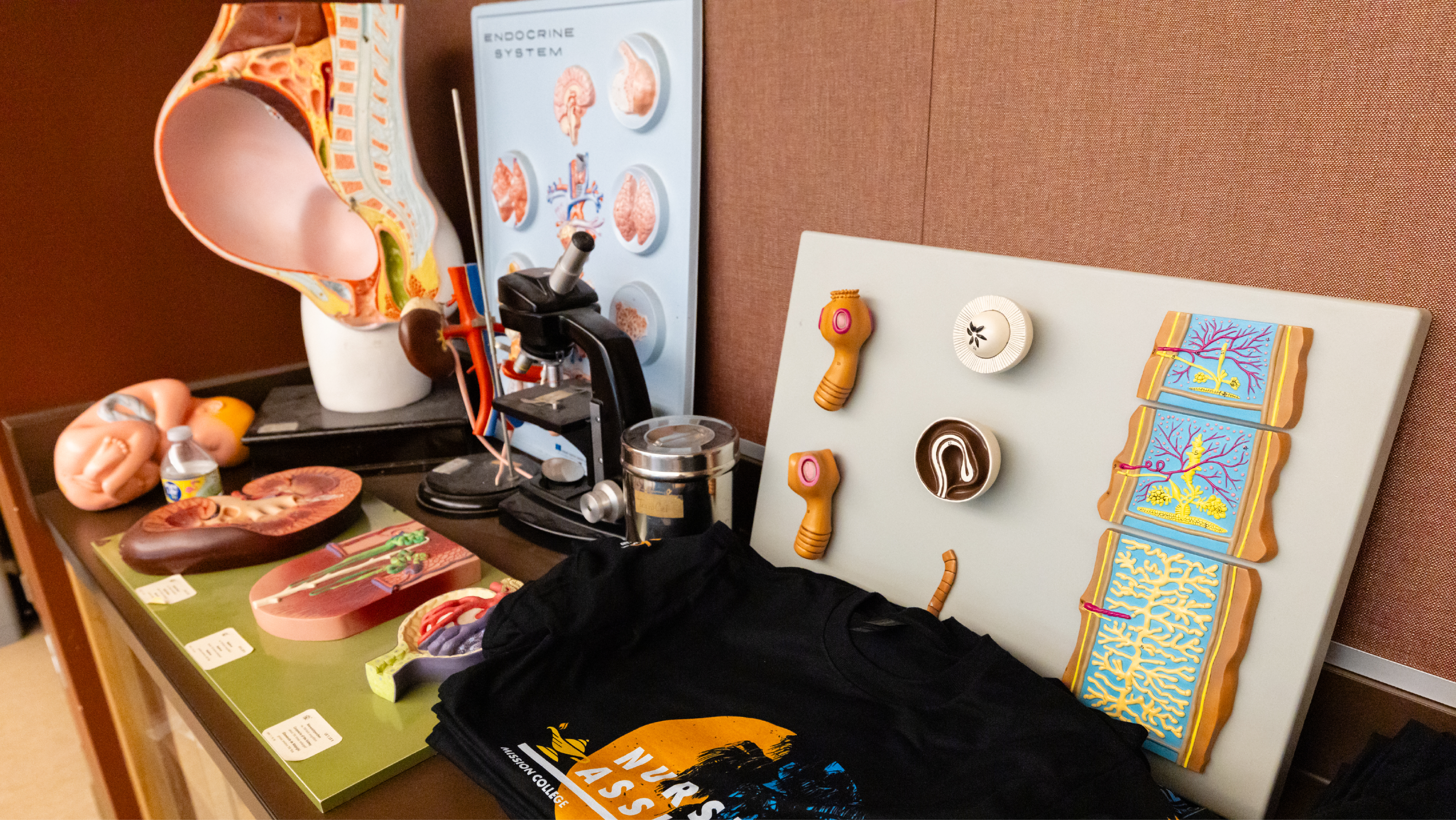 Anatomical biological models, a vintage microscope, and a nursing assistant shirt arranged on a display table.